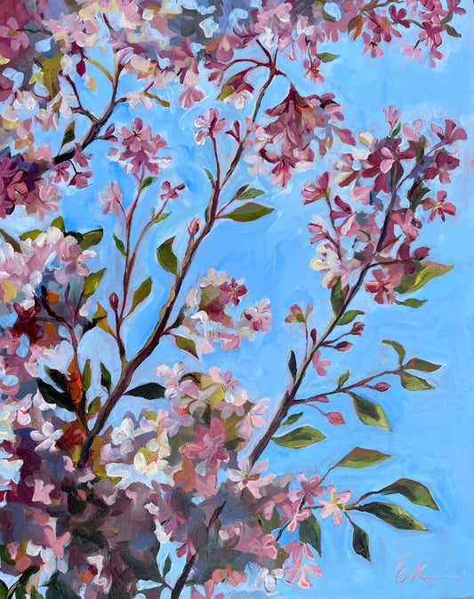Cherry Blossoms